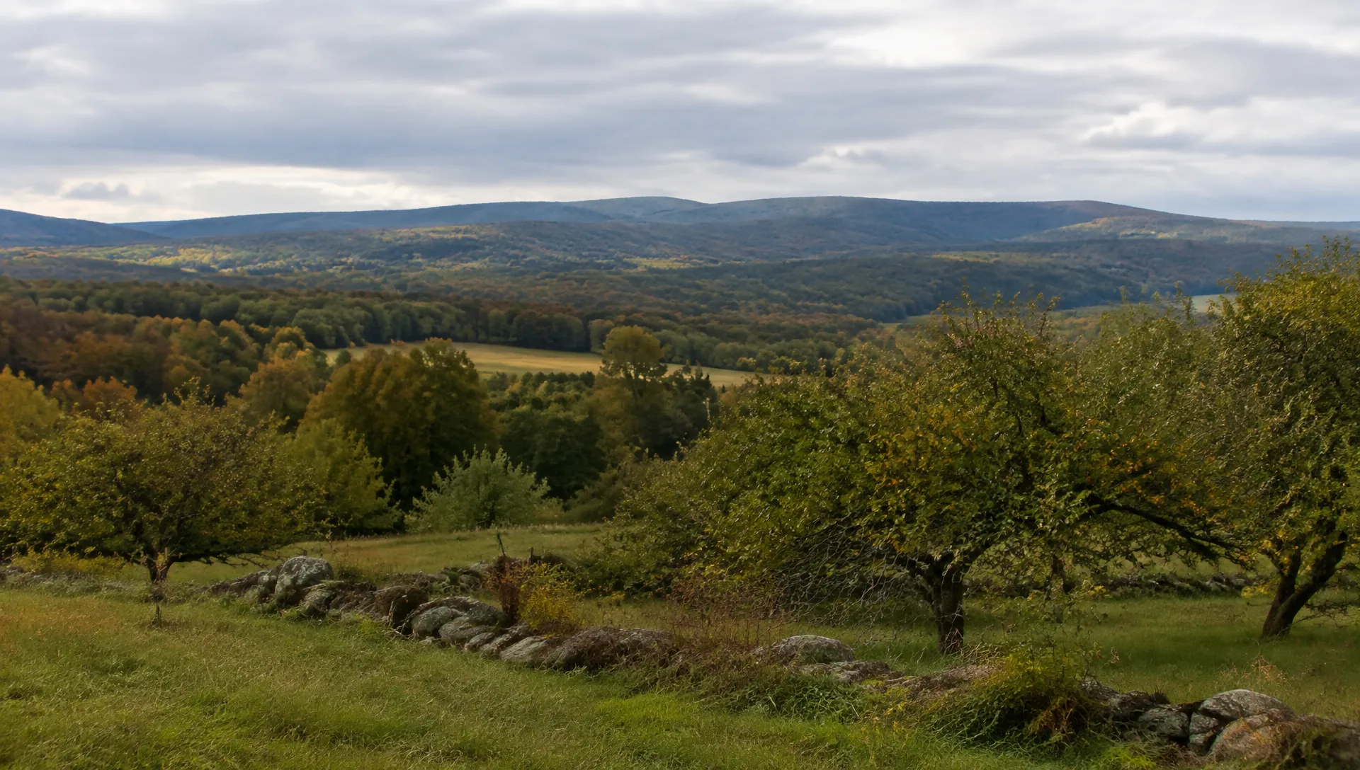 Apple trees and a fieldstone wall on a grassy hillside overlooking wooded hills beneath an overcast sky